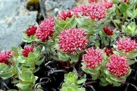 Rhodiola rose pour préparer l'augmentation de la puissance de la teinture